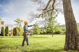 Best Tree Mulching  in Hlsboro, IL